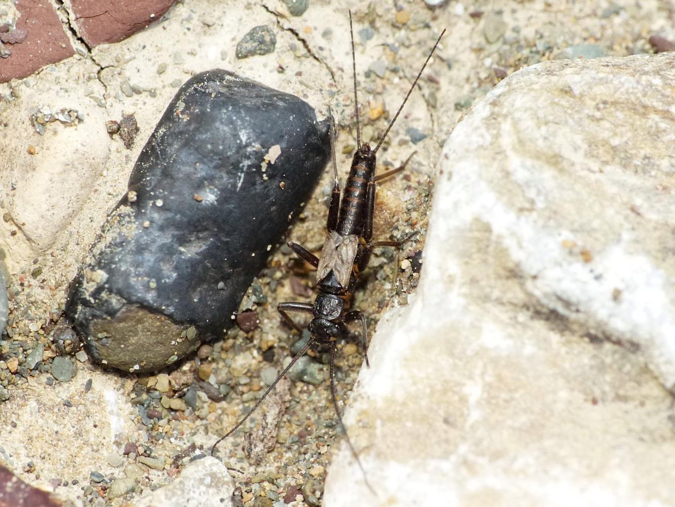 Plecottero invernale - Capnia sp. di Tolfa (RM)